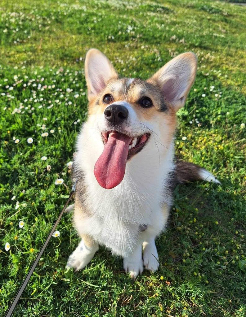 Lusia Corgi